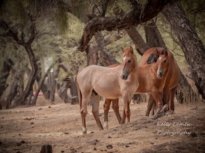 Salt River Wild Horses Are Arizona's Beloved Icons of the Old West