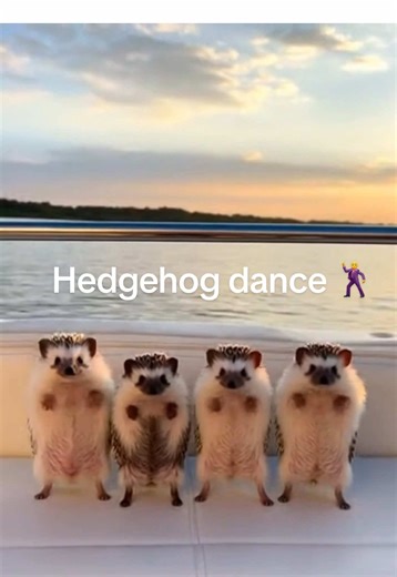 Funny hedgehog dance 🤣 #dance #hedgehog #viral #trending #tiktok | dance