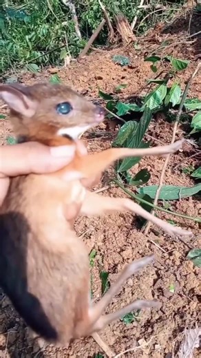 Berburu Kancil di Hutan Kalimantan: Pelestarian Kancil dan Hutan Industri