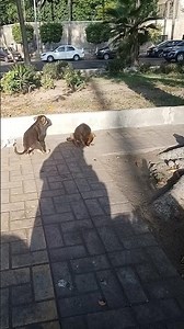 Good Doog #doog #Doog @animal