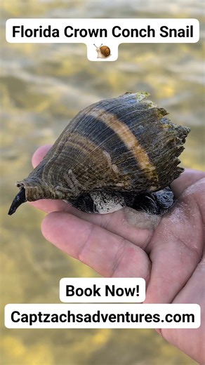 Enjoy a video of this friendly Crown Conch Snail we found at Shell Island today 🏝️ #keepstandrewssalty #snails #destinationpc #shellisland | Capt. Zach's Adventures