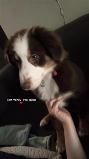 Discovering the Joys of Mini Australian Shepherds