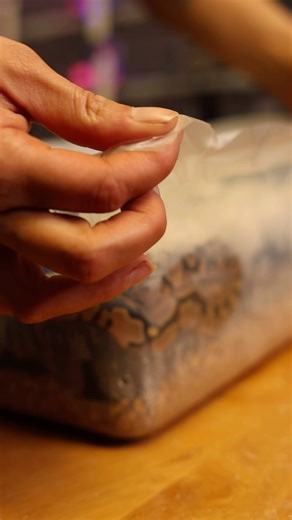 Baby Ball Pythons Hatching EARLY! #reptiles #animals #wildlife