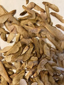 Red Maple Tree Seeds (ACER RUBRUM) (northern) - Etsy
