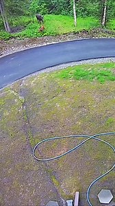 Look it’s a baby moose and it’s Mom. How cute! Ummm that’s no cow moose thats a Bull Moose. I guess this bull moose wants to be its mom!?!? #moose #babymoose #bullmoose #antlers #jcsolbergphotography #fatherhood #alaskaphotography #wildlifephotographer #ringcamera | Alaskan Adventures And More