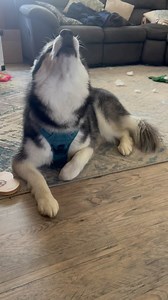 114K views · 44K reactions | Hello from Haiku! My mom hasn’t posted in a week because she’s on vacation. Unfortunately, I did not get to go. She says I wouldn’t enjoy a cruise and the heat. But don’t worry, I’m being watched by the best uncle! — #haikuthehusky #dog #dogsofinstagram #husky #huskiesofinstagram #music #laugh #song #instagood | Haiku the Husky | Facebook