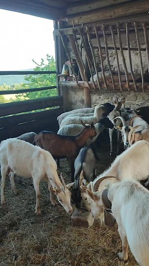 Martin Kovac on Reels