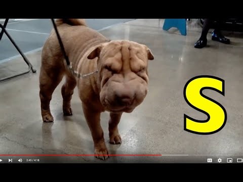 ALPHABET ANIMALS / PHONICS / ALPHABET SONG (Part 96) DOGS, DOGS, DOGS, & More / EDUCATIONAL KIDS