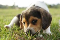 Pocket Beagle ~ Miniature Puppy Videos
