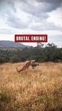 4 Brutal Predator Takedowns Caught on Camera 💥