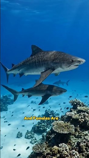 Tiger Shark Facts That Will Blow Your Mind! 🦈 | #oceancreatures #wildlife #facts #shorts