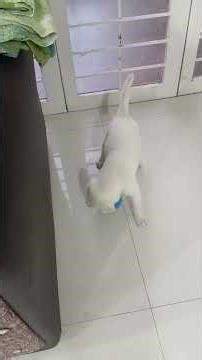 Butter the labrador. Playing first time with ball.