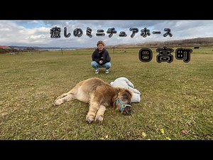 【日高町・新冠町】癒しの極み。ミニチュアホースと触れ合いまくった北海道旅