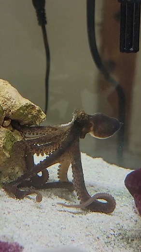 Exploring the Fascinating Behavior of an Octopus