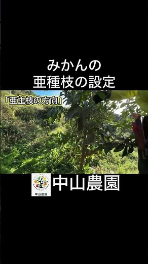 みかんの剪定【亜主枝の設定】 #農業 #みかん #shorts #家庭菜園 #剪定