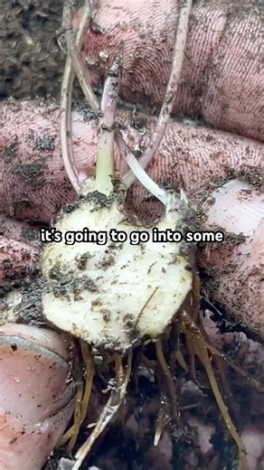 ANEMONIE CORMS sliced in half 🔪🌸 #shorts