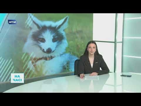 An Arctic marbled fox was rescued in Zaporizhia. Volunteers are looking for a special shelter for it