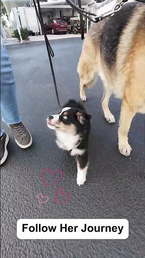 Our 8-Week-Old Puppy’s First Walk… This Is What Really Happens