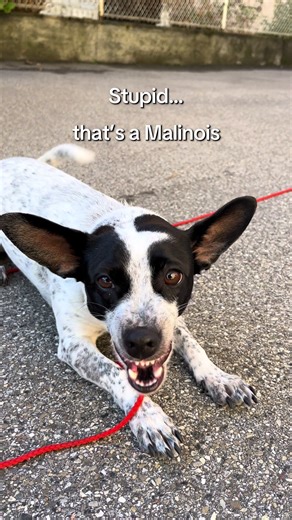 Training Tips for Belgian Malinois Dogs