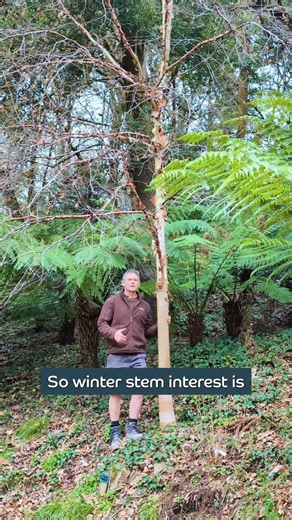 Now the trees are without leaves, the winter bark of Betula albosinensis 'China Rose' shines through! . . . #betula #trees #trebah #trebahgarden #falmouth | Trebah Garden