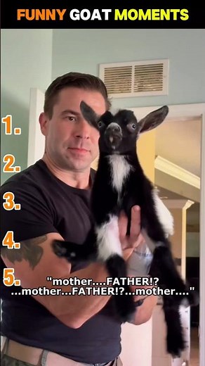 Goats Being Absolute Chaos 😂🐐 | Funniest Goat Moments #goat
