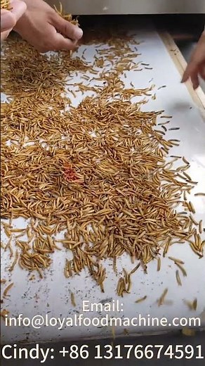 Industrial Microwave Drying – Mealworms Processing in Action!#MicrowaveDrying Cindy: +86 13176674591