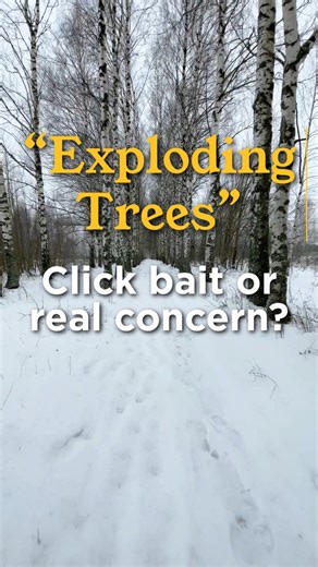 Exploding trees? Not exactly. Our forester answers your most burning questions. | NDSU Extension