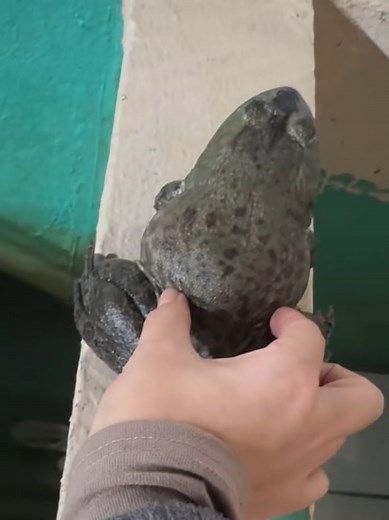 Incredibly Special Frog Voice Compilation