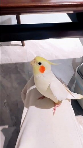 Adorable Cookie Song Serenade 😍🎶🦜❤️ #cockatielscraze #birdsinging