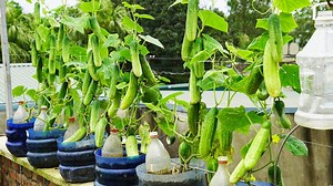 174K views · 5.7K reactions | How To Grow Cucumbers In Plastic Bottles With Super Fruit | DIY Balcony Garden | Facebook