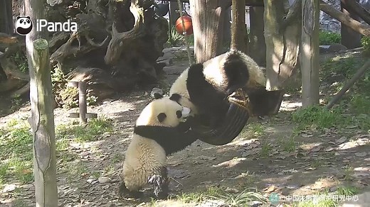 46K views · 9.9K reactions | How “fierce” can the swing battle between two panda babies be? The camera records every moment. Watch full video here: https://youtu.be/V0U-mU_doGM All history episodes of Panda Billboard: https://goo.gl/y84WDY #PandaBillboard #CCRCGP | iPanda | Facebook