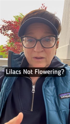 There are lots of reasons why your lilac may not be blooming: -Not enough sunlight -Your plant is too young. Many don’t flower until year three or four. -Usual culprit: someone has been pruning at the wrong time and cutting the flower buds off. Only prune within two weeks of the flowers fading whether it’s a tree, a shrub or a Bloomerang. -You have a disease usually caused by excessive rain and water in the system in the spring. Made worse by cool weather. -The stress of the weather of 2024 may 