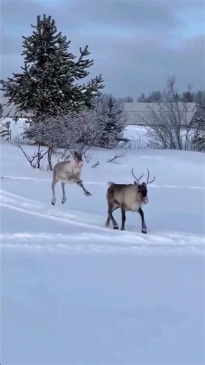 Snowy Wilderness with Running Reindeer