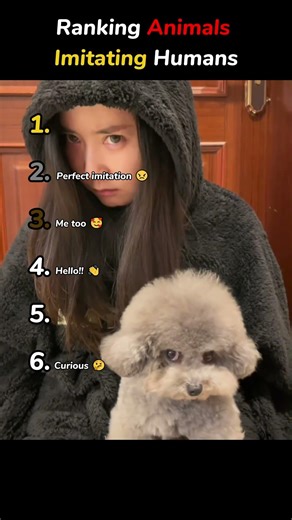 Ranking Animals imitating humans 😂
