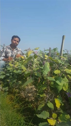 See why each brinjal tree is given a stick