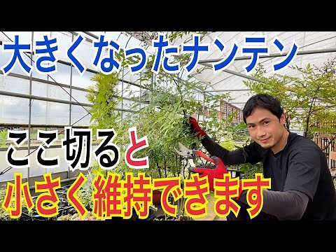 [Nandina] A practical guide to proper summer pruning! [Gardening] [Horticulture]