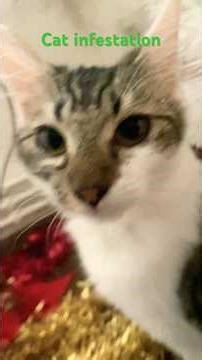 Cat infestation #cat #gubby #infestation
