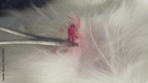 Operation on castration of dog close-up stock footage video