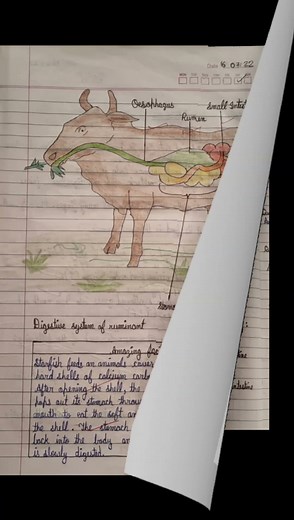 class 7 science chapter 2 nutrition in animals Diagrams and exercise