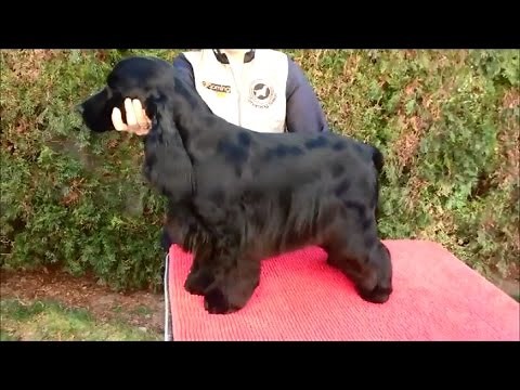 English Cocker Spaniel grooming by Rita Szakács