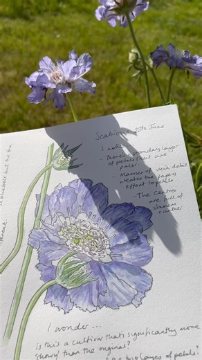 Have you tried Nature Journaling yet? It's a beautiful & life enriching way to spend a few hours in the sunshine. I find it grounding, peaceful, joyful & wonder-ful all at once. At Nature Studio we can help you make a practice of it in a couple of ways 1) Our library of over 160 nature themed drawing and painting classes can give you the skills you need to be able to enjoy it to the max and 2) We also offer a Nature Journaling course from @johnmuirlaws that shows you just how to approach it from