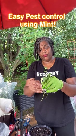 EASY Natural Squirrel and Rodent Pest Control! #thescaredycatgarder #foryoupage #fyp #gardening #gardeningforbeginners #thescaredycatgardener #gardentips #containergarden #raisedbeds #containergardening #pestcontrol | The Scaredy Cat Gardener