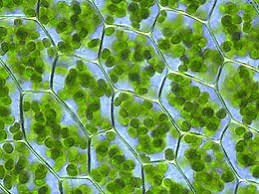 IB DP Biology Topic 8: Metabolism, cell respiration and photosynthesis: 8.3 Photosynthesis: Study Notes