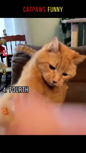 Comment and tell me which one you like.Follow for more video!#foryoupage #fyp #fypシ゚#funny