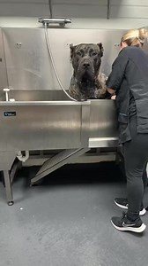 🥰😍😍❤️ #canecorso #beastmode #brucewaynethedog #canecorsobrucewayne #brucewaynethecanecorso #jasoncorey | The Cane Corso USA