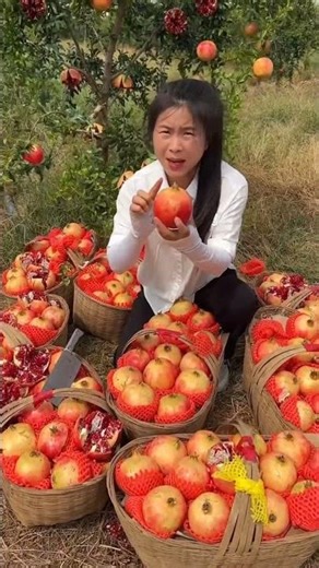 "Watch the Champa's pomegranate fruit video."🍎🍊🥭#fruit #testy #mangovarieties #mango #fruitfruit