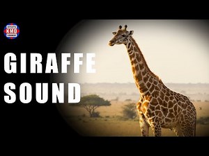 GIRAFFE SOUND ANIMAL SOUNDS sound effects