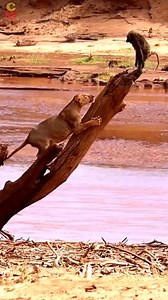 So sad 😭.. a little monkey got eaten alive by Gang of hungry lions 😢 #wildlife | Global trends
