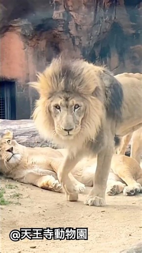 #天王寺動物園 #ライオン メスライオン モナカとルナは双子姉妹。雄ライオン ガオウと雌ライオンたちはいとこになります。