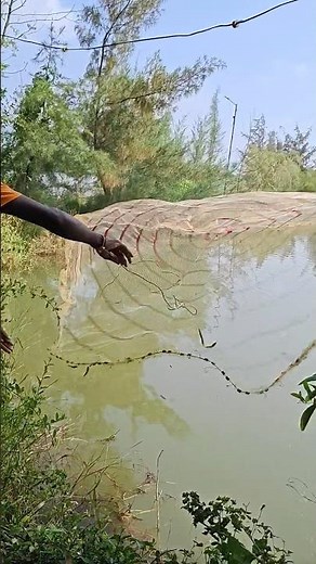Amazing rice paddy fish farming technique in thailand! Day-36
